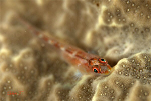 Goby, bryaninops amplus? by Sven Tramaux 